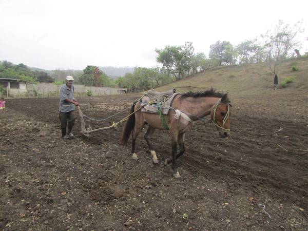 La estrategia impulsada desde la Secretaría de Agricultura y Ganadería, trabaja para que los pequeños, medianos y grandes productores puedan enfrentar el fenómeno de “El Niño”.