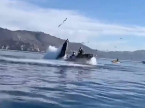 VIDEO: Sorprendente momento en que dos turistas son atrapadas por las fauces de una ballena