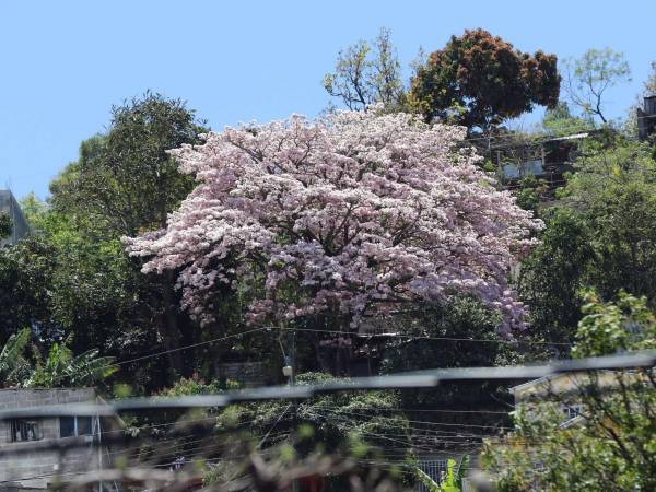 Las elevadas e insoportables temperaturas, sinónimo de calor intenso, no son lo único que trae consigo el verano a la capital.