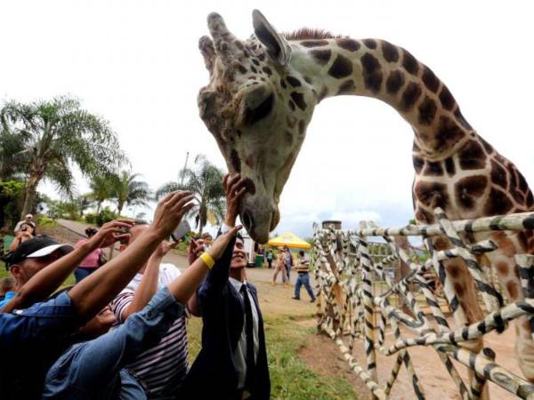 Big Boy era una jirafa macho de 15 años que llegó a Joya Grande proveniente de un zoológico de Guatemala.