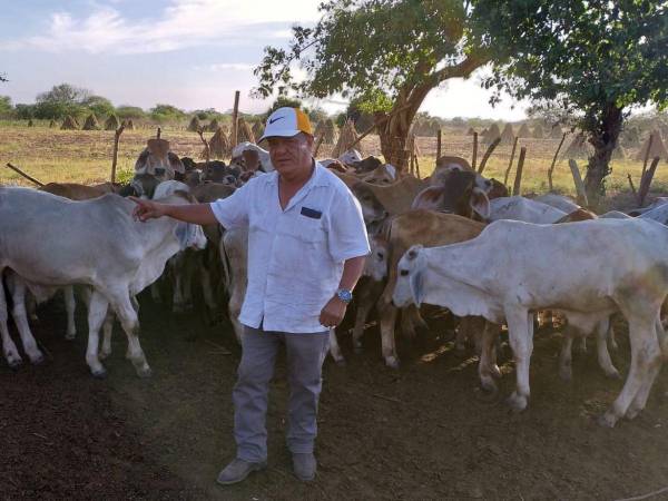 El nicaragüense es dueño de varias cabezas de ganada en Honduras, entre otros bienes.