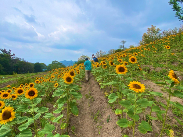 El paraíso de los girasoles es mucho más que un simple destino turístico; es un refugio de serenidad y belleza natural que cautiva los sentidos y deja una impresión duradera en todos aquellos que lo visitan.