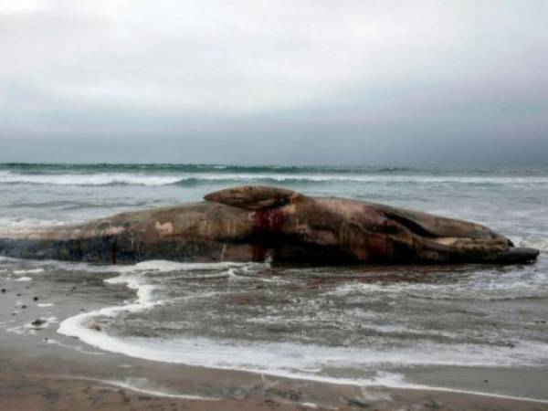 La ballena vomitó cinco bolsas durante la fallida operación de salvamento. (Foto: AFP)