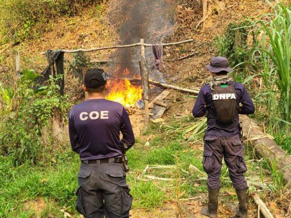 Según las autoridades policiales, la plantación desmantelada en Patuca es la más extensa en la historia del país.