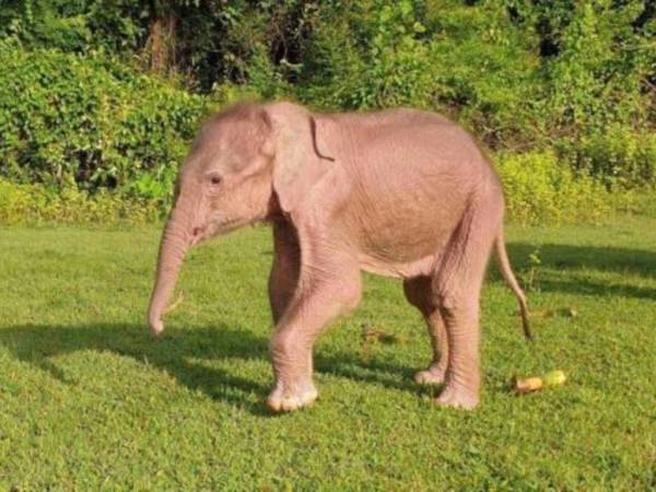 Un pequeño elefante blanco en Taungup, en el estado de Rakáin, Birmania.