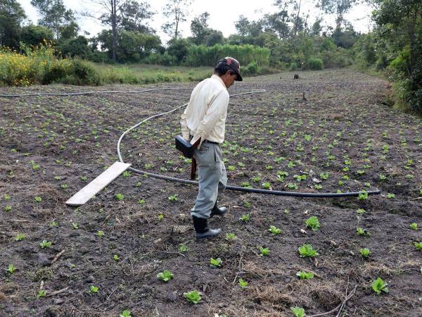 Para que las hortalizas estén listas para la venta en el mercado necesitan al menos 90 días de riego continuo. Las hortalizas, por lo general, son frágiles ante la sequía y una plantación no duraría ni 10 días sin riego.