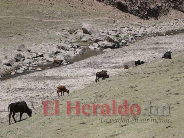 Decenas de animales caminan sobre los sedimentos a la orilla del Río Grande.