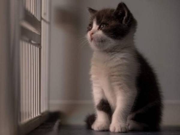 Según su dueño, el pequeño gatito Ajo se parece un 90% a su anterior mascota y espera que cuando crezca tenga la misma personalidad. Fotos AFP