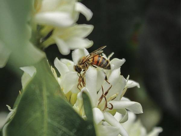 <i>Las abejas desempeñan un papel esencial en la polinización de cultivos, impulsando la productividad y sostenibilidad agrícola.</i>