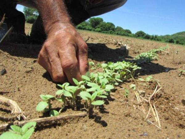 Debido a las condiciones climatólogicas, Prograno estima que por mucho solo se cosecharán entre cinco a seis millones de quintales.