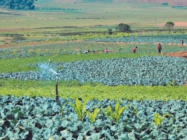 Las empresas y negocios agrícolas, ganaderas, ligadas a la silvicultura y pesca también figuraron en la encuesta del Cohep en un 4.75%.