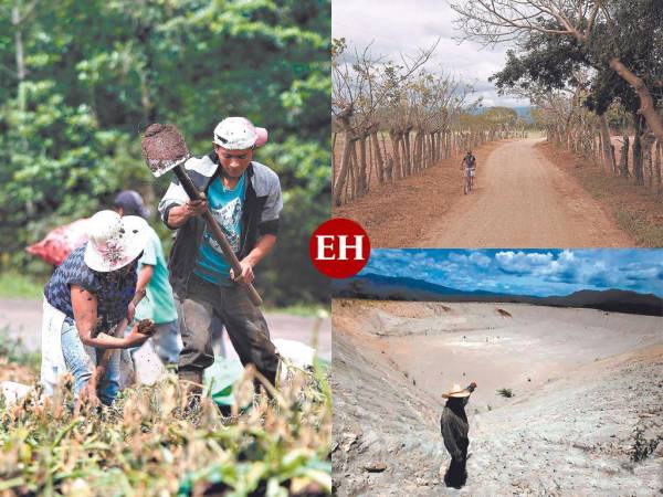 Los hondureños consumen 15 millones de quintales de maíz y solo producen la mitad. El problema de cultivos se profundiza en los municipios del corredor seco, que siempre están bajo amenaza de crisis alimentaria, donde el abandono del Estado es casi total.