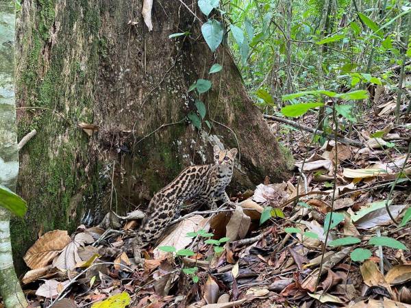 Las Fuerzas Armadas en conjunto con el ICF liberan fauna silvestre en Gracias a Dios.