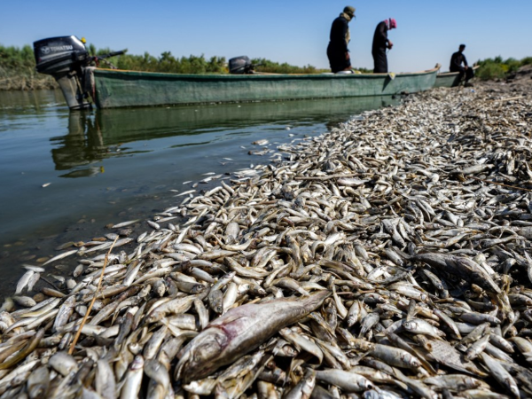 Esta región de Irak fronteriza con Irán es conocida por sus pantanos irrigados por el río Tigris.