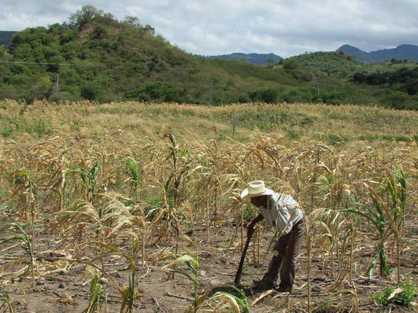 Los municipios afectados se ubican en los departamentos de Francisco Morazán, El Paraíso, Valle y Choluteca, de acuerdo con Cenaos.