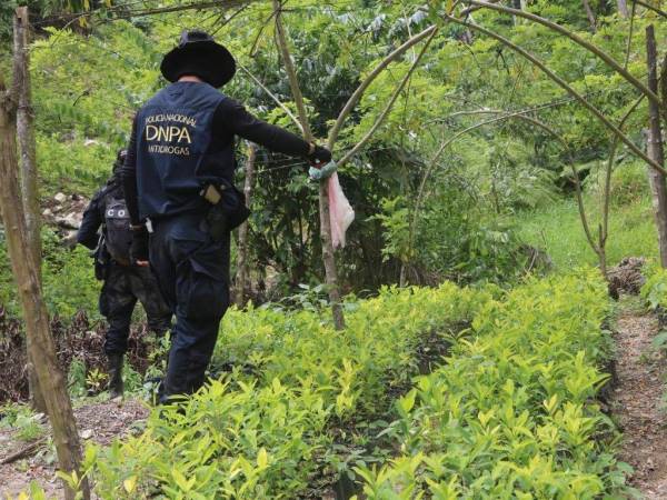 Agentes de la DNPA supervisan el área, donde varios arbustos estaban en crecimiento.