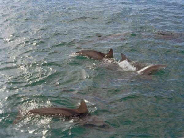 Autoridades continúan investigando las causas que podrían haber contribuido a la muerte de los peces.