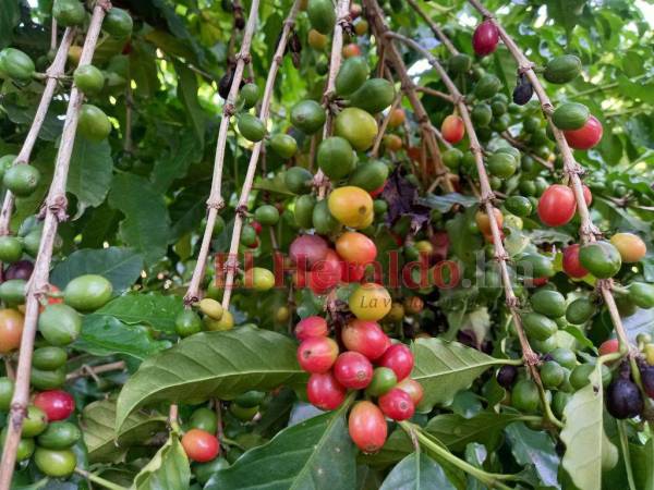 Las condiciones climáticas pueden incidir en la producción de café en este nuevo período.