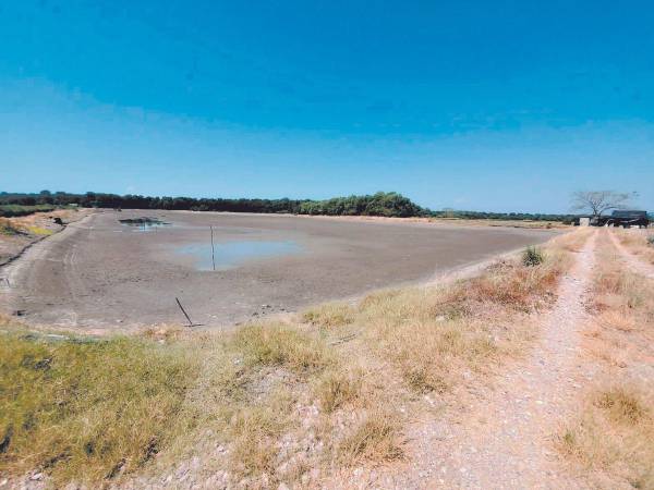 El bloqueo mexicano al camarón hondureño ha provocado el abandono de fincas en Choluteca y Valle