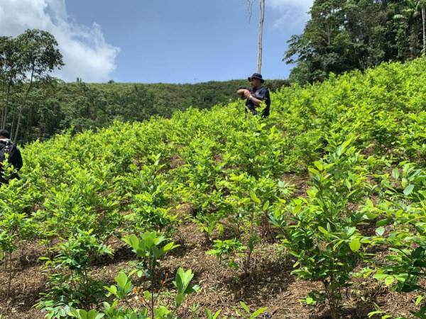 Más de 60 manzanas de cultivo de hojas de coca y narcolaboratorio se han incautado en Patuca, Olancho.