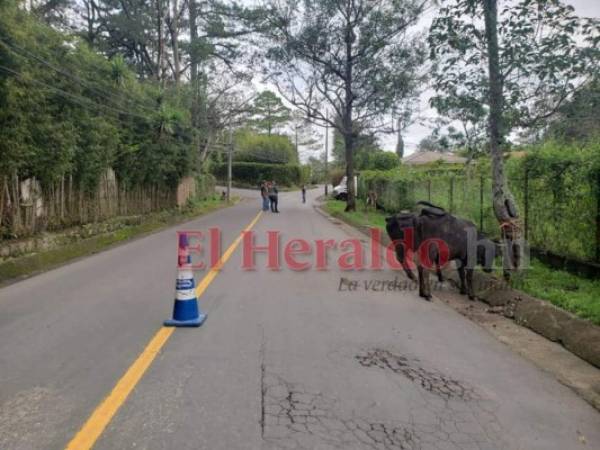 El documento cita que el desacato a la presente ordenanza tendrá una sanción de mil lempiras por cabeza y después de 24 horas cobrarán L. 20 por el cuido de una sola cabeza o animal. Foto: EL HERALDO.