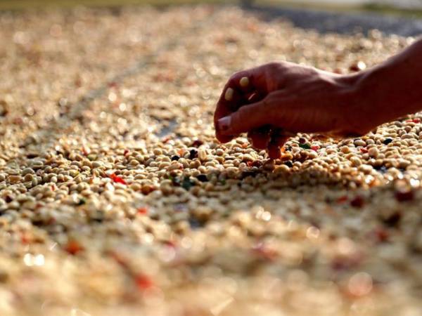 Una mujer selecciona granos de café en un cultivo de Sao Paulo (Brasil) el 23 de mayo de 2018. EFE/Fernando Bizerra Jr.