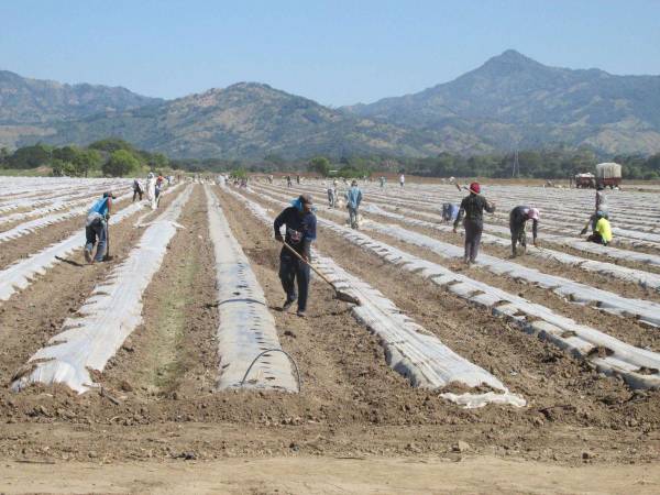 El sector agropecuario es el que más empleos absorbe en el país y el que tiene el salario mínimo más bajo.