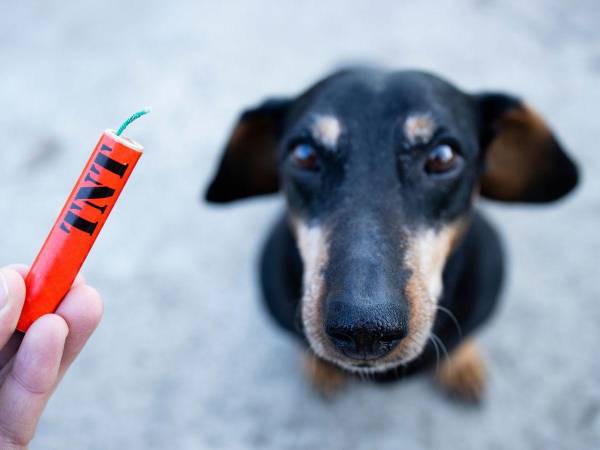 Durante las fiestas navideñas las mascotas la pasan mal, se asustan y hasta pueden sufrir un infarto a consecuencia de los efectos de la quema de pólvora.