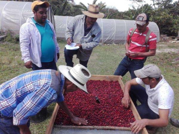 El café que comprará China será procesado y no procesado.