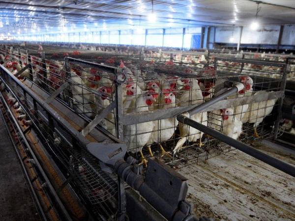 En la Granja Josué hay aproximadamente 90 mil gallinas que producen huevos para todo el país.