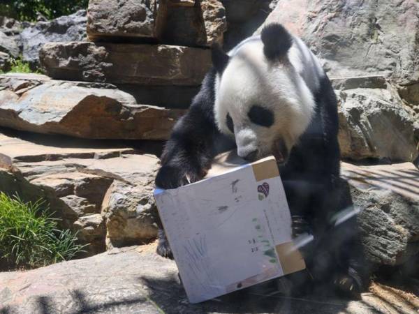 Fu Ni, el panda gigante, un atractivo en el Zoológico de Adelaida, Australia, llama la atención al jugar con una caja, como si se despidiera de sus fanáticos que realizan las últimas visitas antes de volverlos a China.