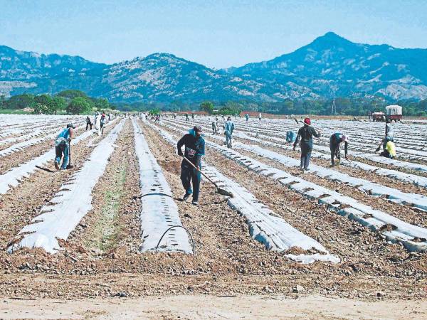 El sector agropecuario del país ocupa el 26.2% de los asalariados, de acuerdo con la Encuesta Permanente de Hogares del INE.