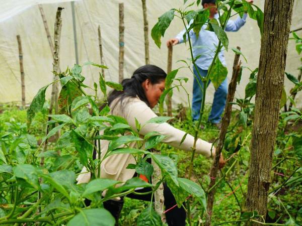 Las mujeres productoras trabajarán en grupos para desarrollar sus emprendimientos.