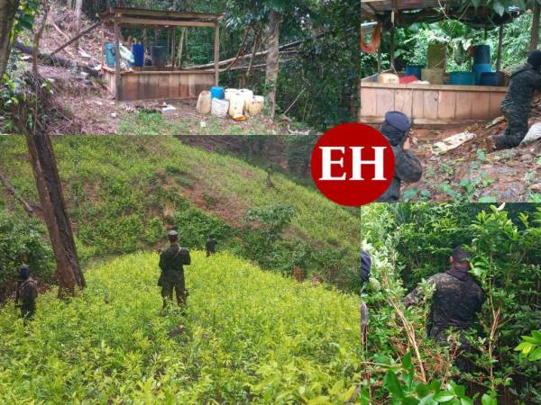 Varias plantaciones de droga, narcolaboratorios, precursores químicos y hasta plantas recién germinadas de coca fueron encontradas en las comunidades de Loera, Bonito Oriental, El Plantel, Río Loro y El Vapor de Colón, al sur de Honduras.