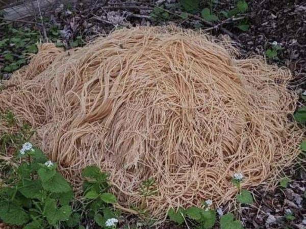 El volumen de la pasta equivale a unas “quince carretillas”.