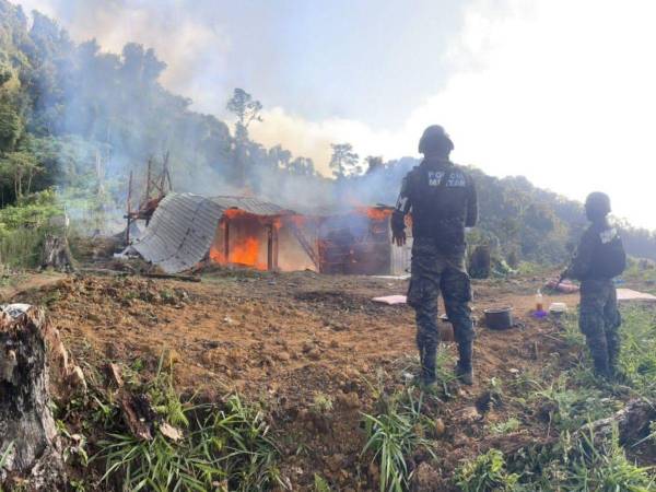 También miembros de la PMOP lograron incinerar dos viveros con 80 mil arbustos de cocaína.