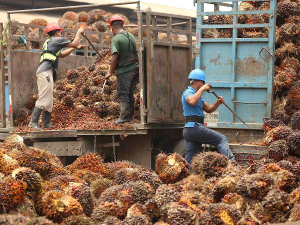 Empresas dedicadas a este rubro también han reportado el robo del fruto de la palma africana, ahuyentando nuevas inversiones.