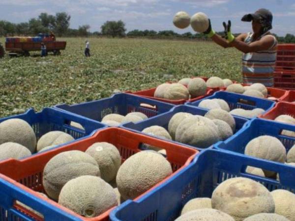 El melón es el segundo rubro de importancia en la zona sur.