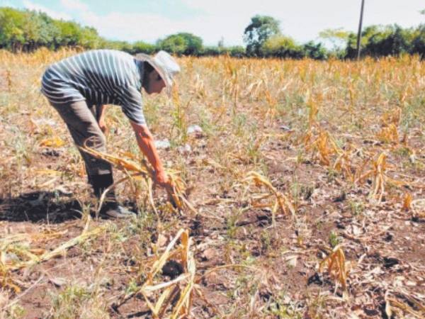 El fenómeno de El Niño en Honduras comenzó a afectar desde el pasado julio del corriente año, pero adelantan que 2024 será crítico.