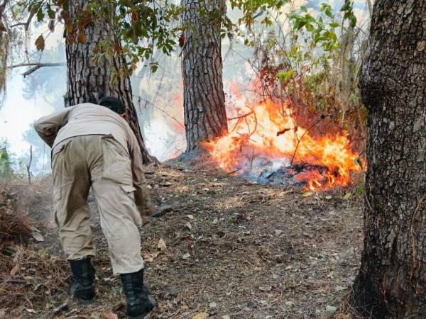 El incendio ocurrido en el sector de la aldea El Zapotal, en donde cerca de cien manzanas de bosque fueron afectados, de acuerdo a la Gerencia de Medio Ambiente de la alcaldía de San Pedro Sula.