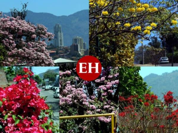 Durante marzo y abril el colorido de la naturaleza toma protagonismo con el abanico de colores. Fotos: Alex Pérez | EL HERALDO.