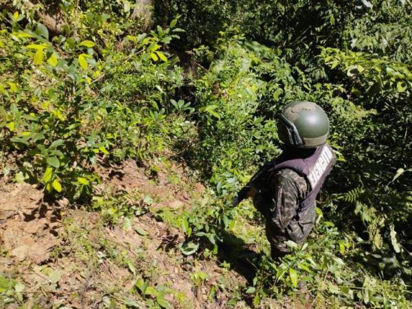 La plantación localizada en el municipio de La Masica albergaba 2,500 hojas de coca cultivadas a lo largo y ancho de dos héctareas de tierra.