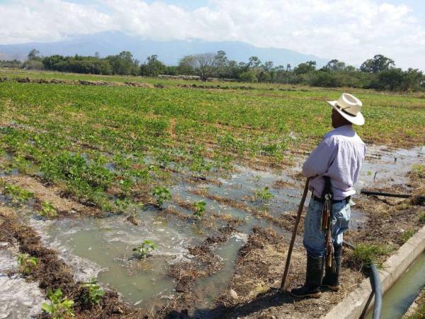 Los productores esperan que el gobierno los tome en cuenta en este plan a 20 años que presentaron en la sede de la FAO en Italia.