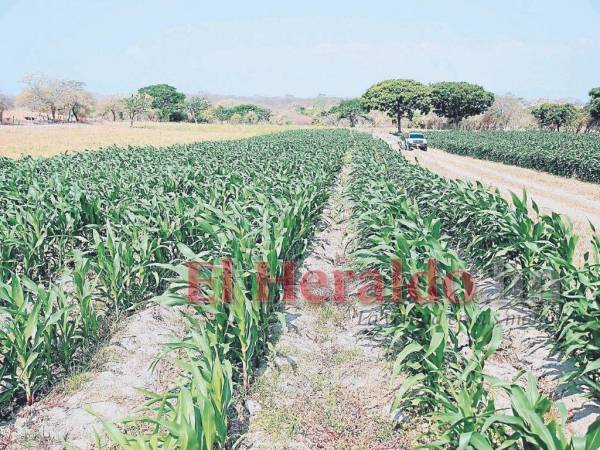 Solo los productores que tienen reservorios o pozos con sistemas de riego cultivaron en este ciclo de postrera tardía.