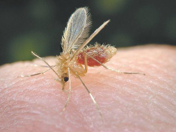 El vector transmisor del Oropouche es el jején, se reproduce en condiciones similares a las del mosquito que transmite el dengue.