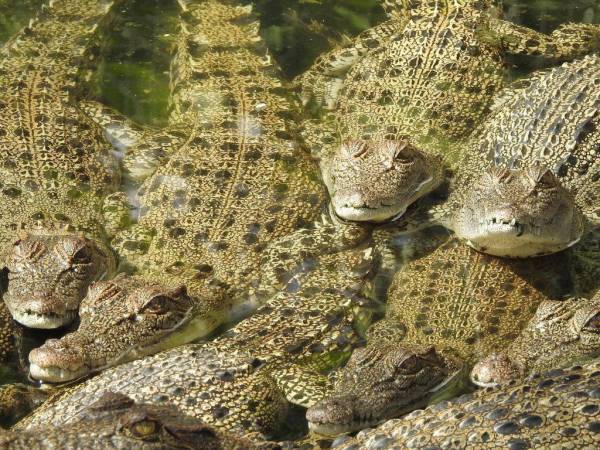 Los cadáveres de los cocodrilos han sido comidos por zopilotes.