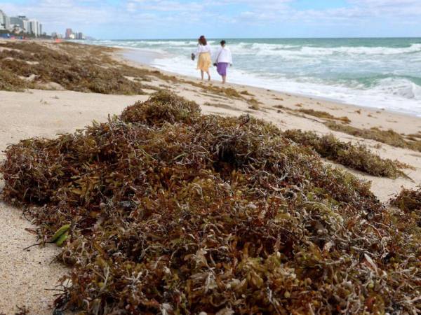 Estas algas llegan por temporadas a las playas.