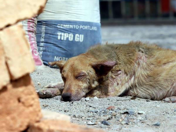 La tristeza de los animales se percibe al contemplarlos mientras buscan una oportunidad para vivir.