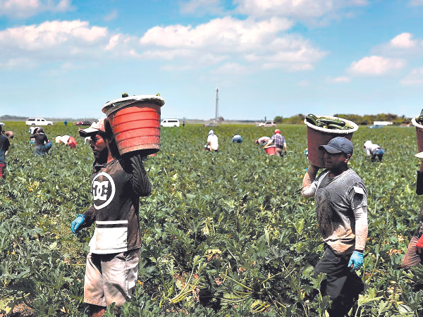 Solo en Texas se estipula que hay unos 500,000 hondureños: 150,000 con papeles y unos 350,000 sin documentos.