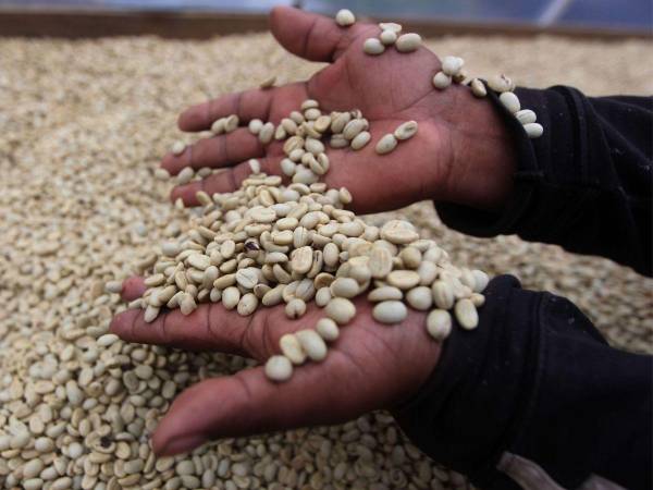 A 3,512.28 lempiras se está pagando el quintal de café a los productores en la actualidad a raíz de la caída del precio internacional.